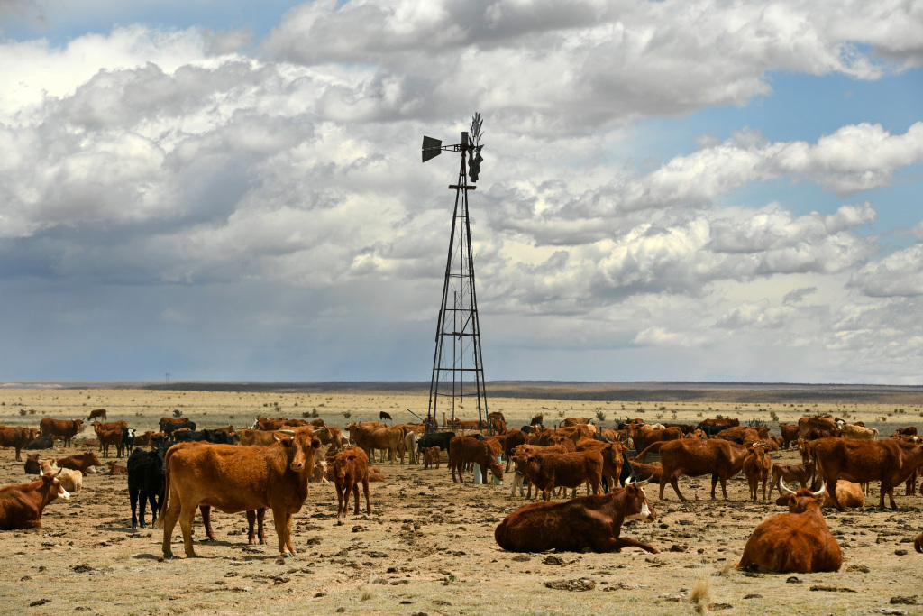 Coronavirus-related disruptions in the beef supply chain
have spurred changes. Will they last? 1
