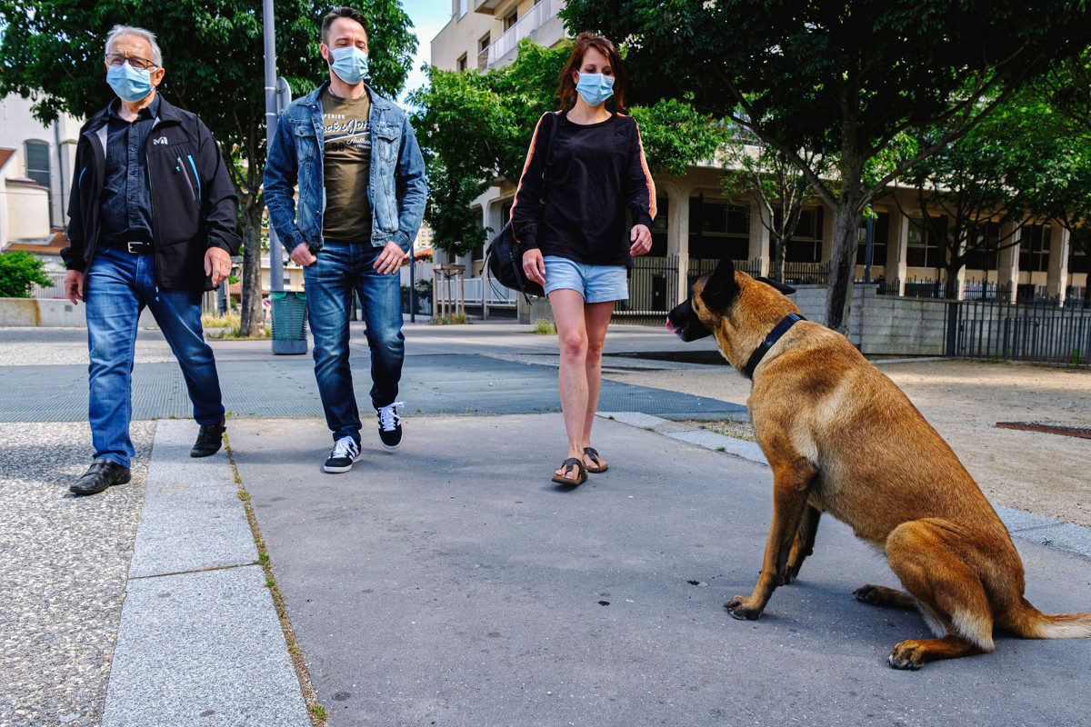 Special dogs are being trained to sniff out
coronavirus 1