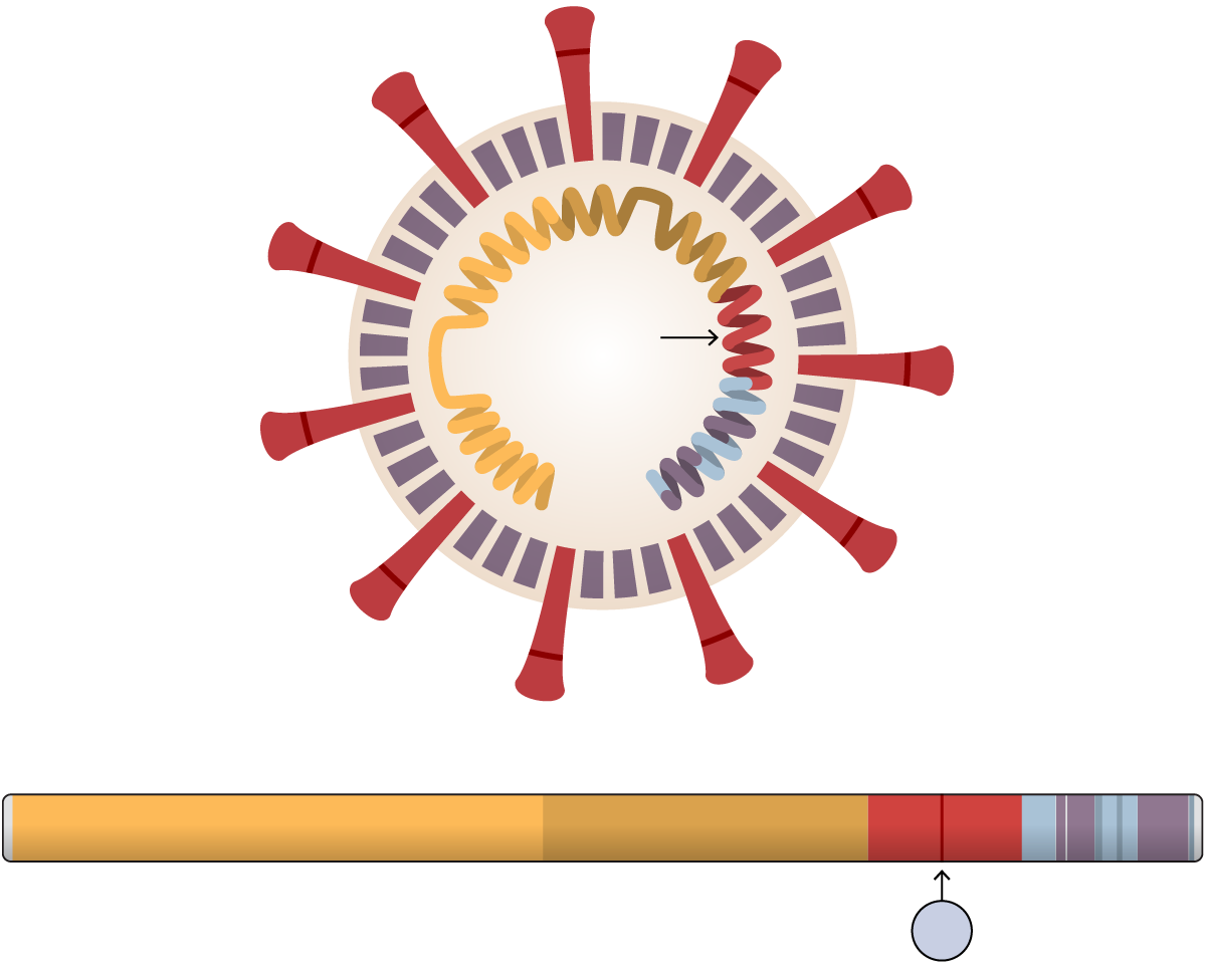 Mutation Allows Coronavirus to Infect More Cells, Study
Finds. Scientists Urge Caution. 1