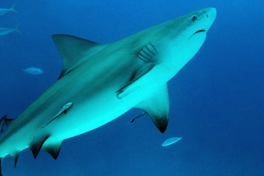 Shark attacks have dropped worldwide. The reason? It's
likely due to the coronavirus. 1