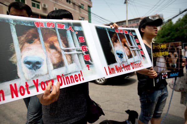 In Fight to Ban Dog Meat, China’s Activists Find an Ally:
The Coronavirus 1
