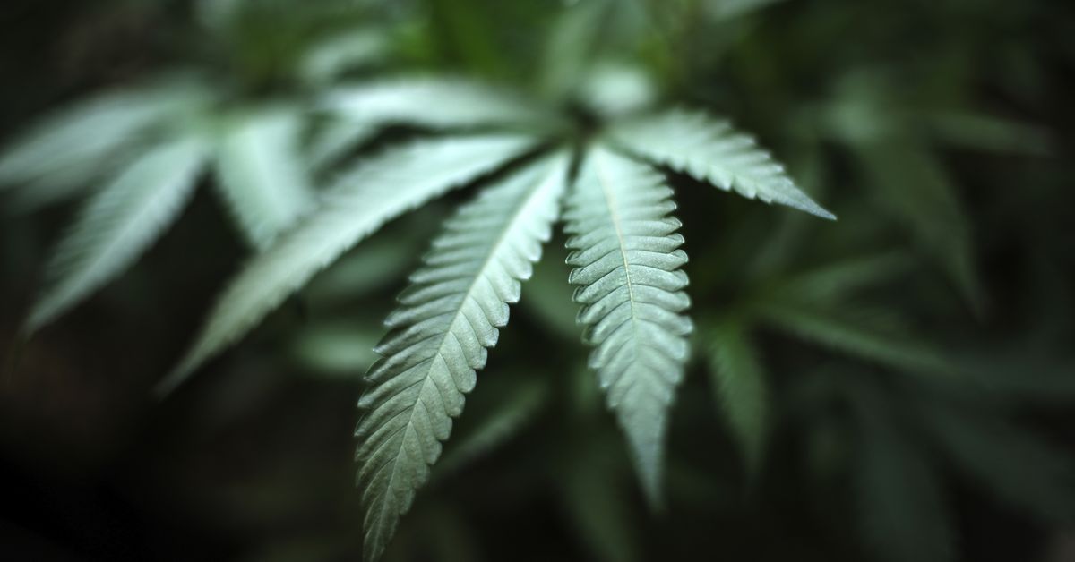 More pot licenses delayed indefinitely due to
COVID-19 1