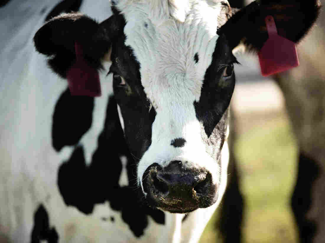 Cows Help With COVID-19 Treatment, No Bull 1