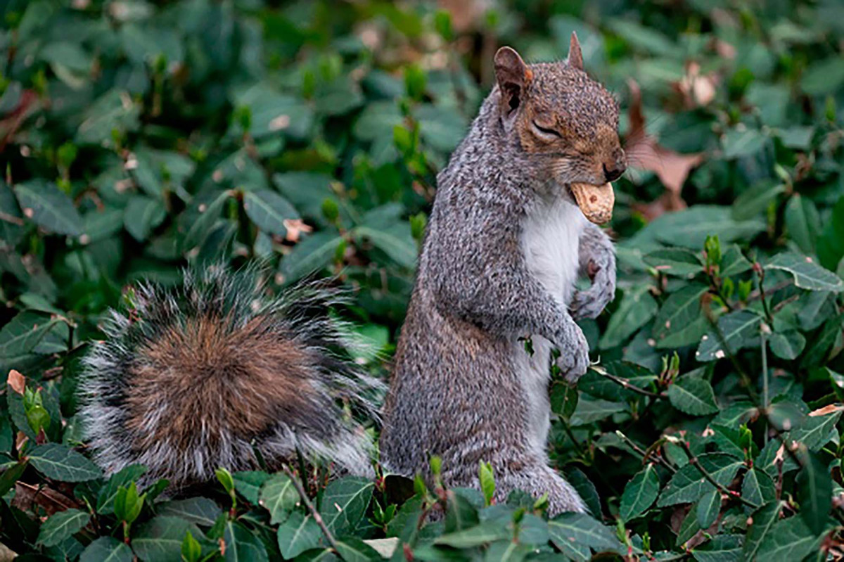 Coronavirus has consumers scurrying to buy squirrel
feeders 1
