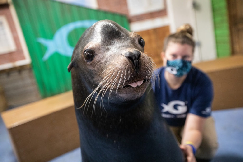 Georgia Aquarium to reopen on June 15 after two-month
COVID-19 closure 1