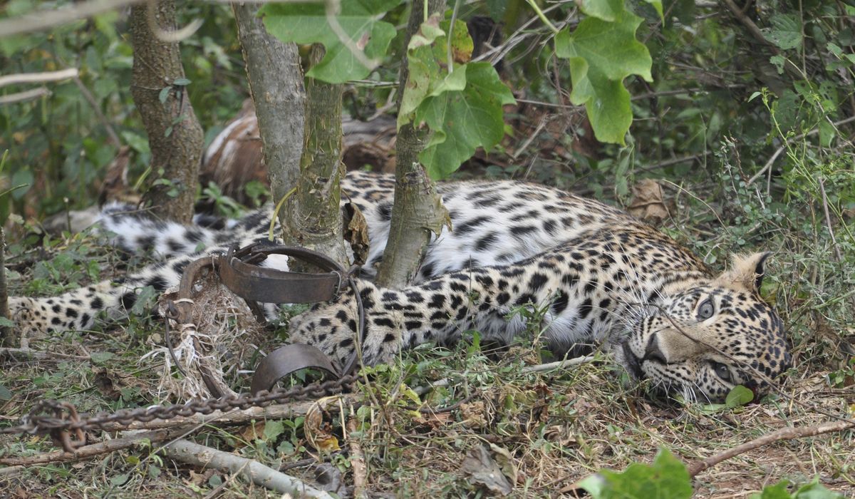 Coronavirus lockdowns increase poaching in Asia,
Africa 1