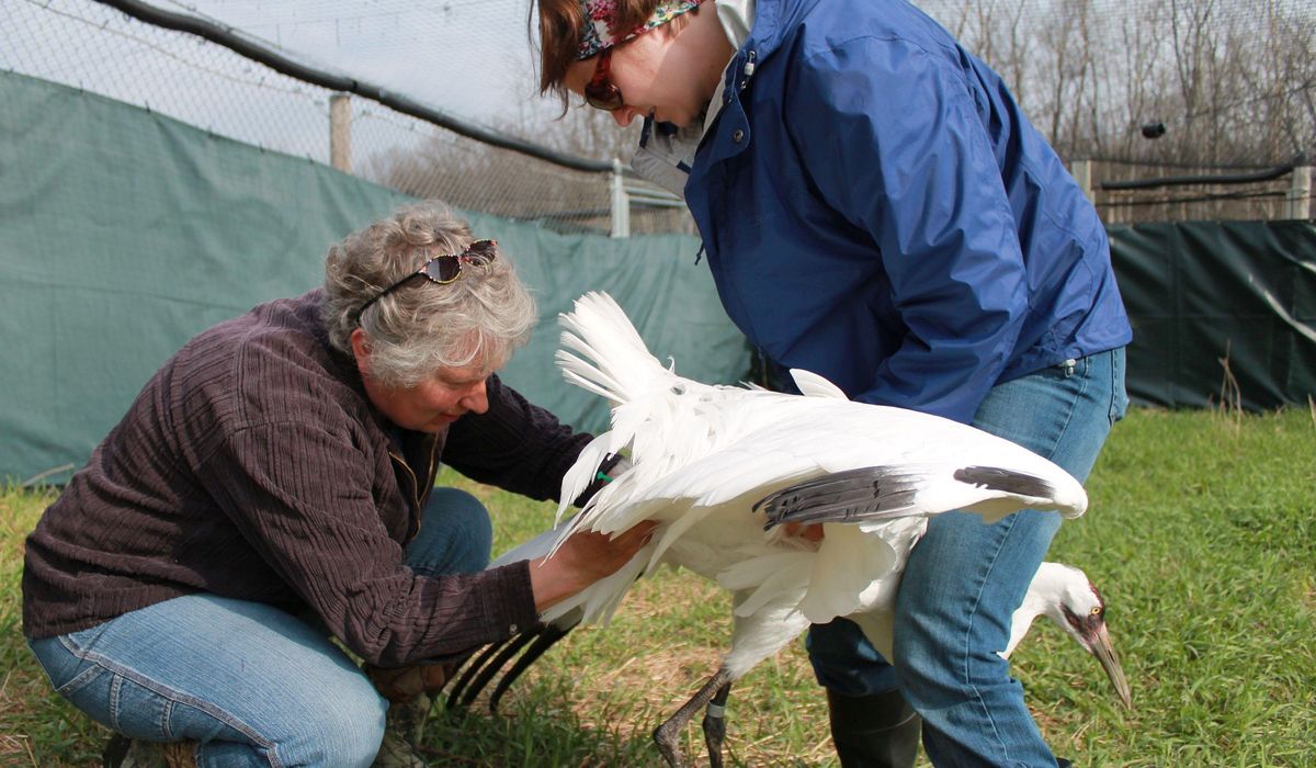 Coronavirus means few young whooping cranes for fall
release 1