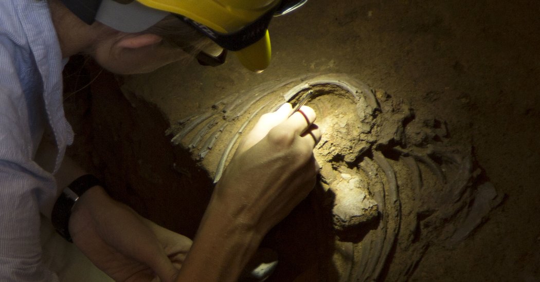 DNA Linked to Covid-19 Was Inherited From Neanderthals,
Study Finds 1