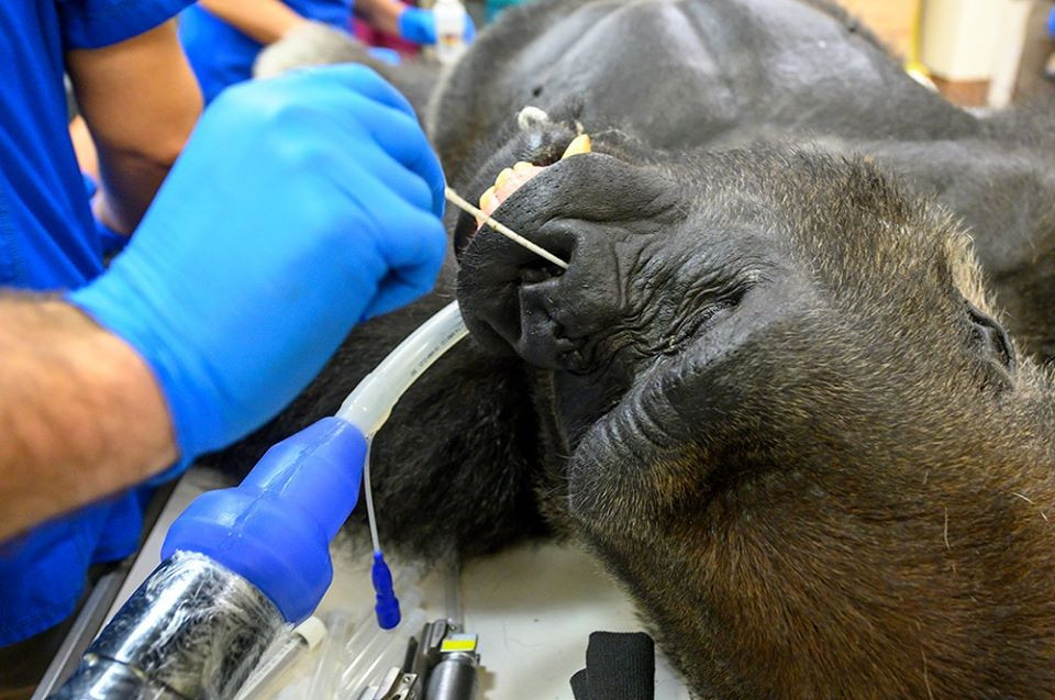 Miami gorilla Shango tested for COVID-19 after low-grade
fever 1