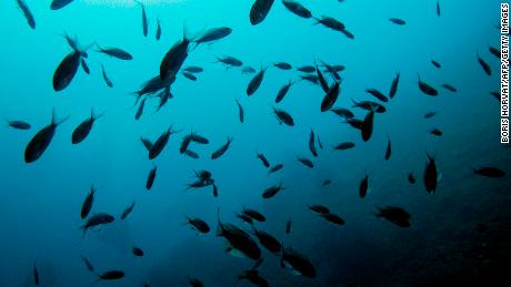 Ocean investment could aid post-Covid-19 economic
recovery 1 Ocean investment could aid post-Covid-19 economic
recovery 1