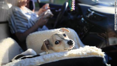 First dog to test positive for Covid-19 in the US, Buddy the
German shepherd, has died 1