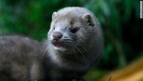 Spain orders cull of nearly 100,000 farmed mink after
animals test positive for Covid-19 1