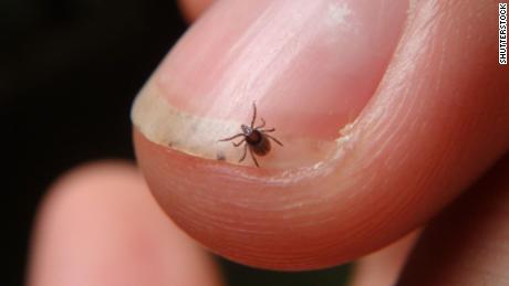 Why tick season could be worse in the summer of
Covid-19 1