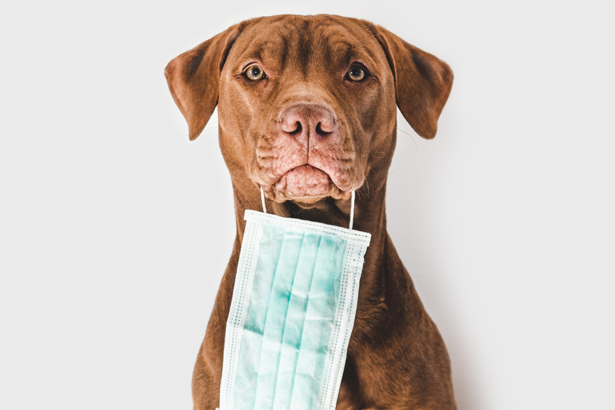 South Carolina dog euthanized after testing positive for
coronavirus 1
