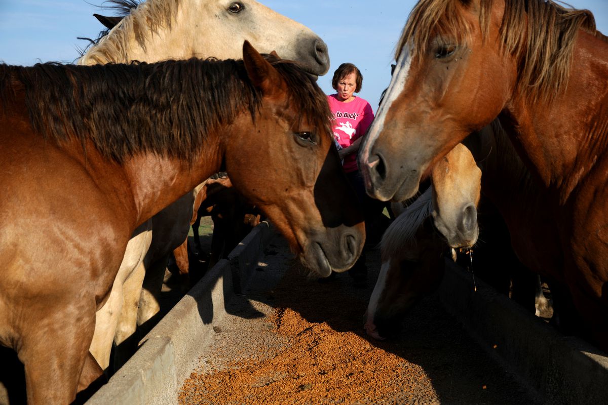 Horses stand idle and clowns call it quits as the
coronavirus cancels Illinois rodeos. ‘This is the first time ever
that we won’t have a rodeo.' 1