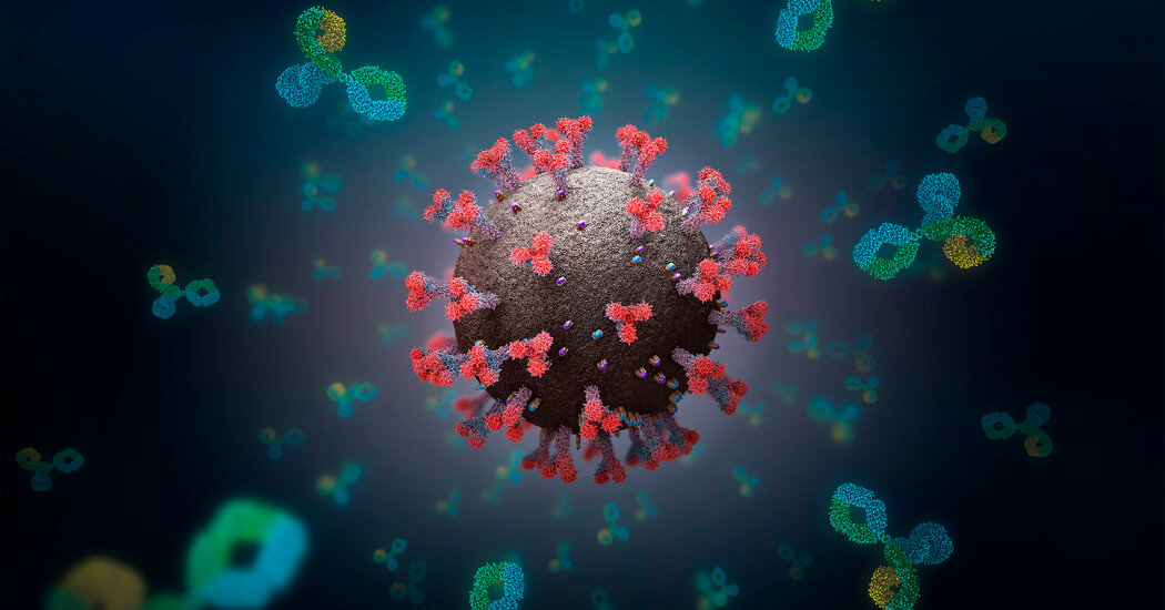 Scared That Covid-19 Immunity Won’t Last? Don’t Be 1