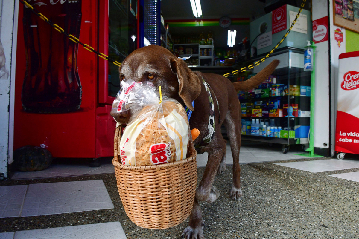 Doggy deliveries help Colombians shop during coronavirus
pandemic 1
