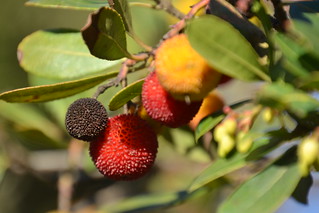 Daily Digest 7/10 – Good News Friday: Finding Your ‘Social
Pod’ To Find Joy, India’s lockdown Spurs New Gardeners 1
