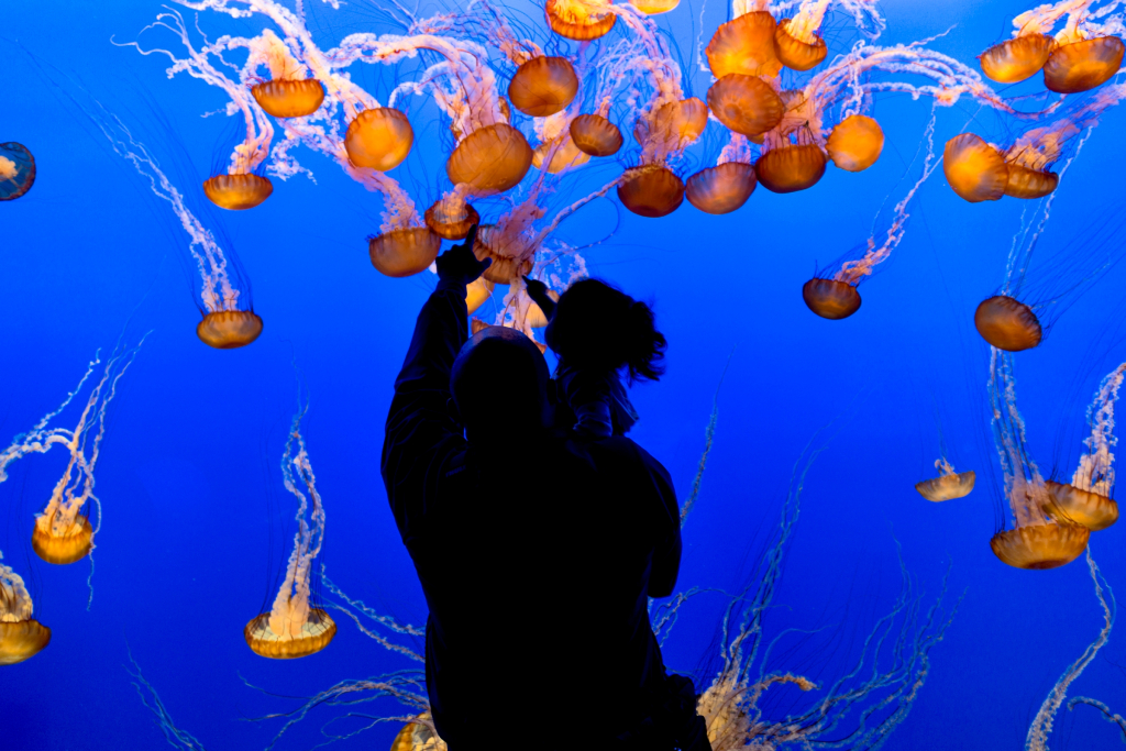 Coronavirus: Monterey Bay Aquarium forced to postpone
reopening 1