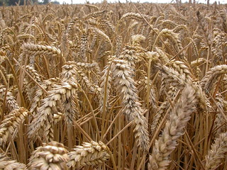 Daily Digest 7/18 – U.S. Shatters Coronavirus Record With
77,000 Cases In A Day, China Buys More U.S. Soybeans 1