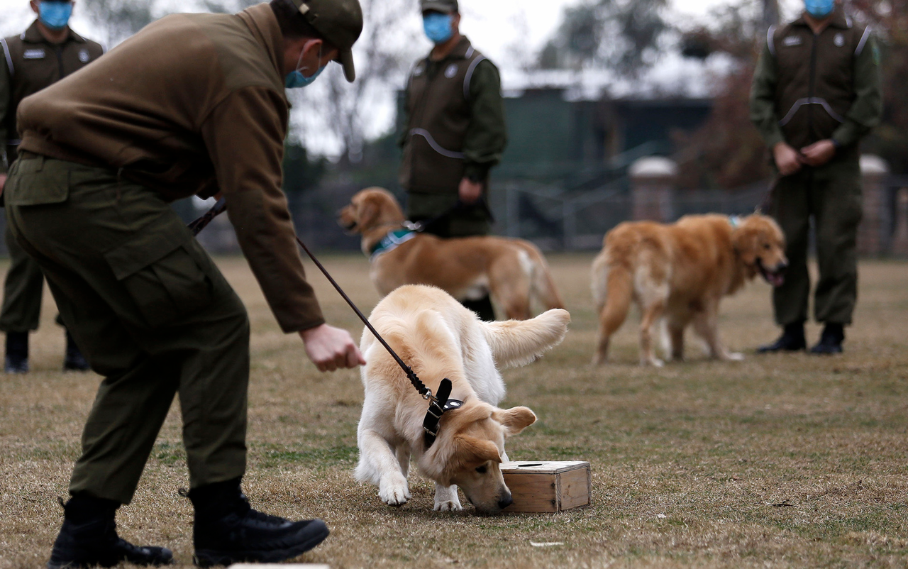 These German Military Dogs Have Been Trained To Sniff Out
Coronavirus, Researchers Say 1 These German Military Dogs Have Been Trained To Sniff Out
Coronavirus, Researchers Say 1