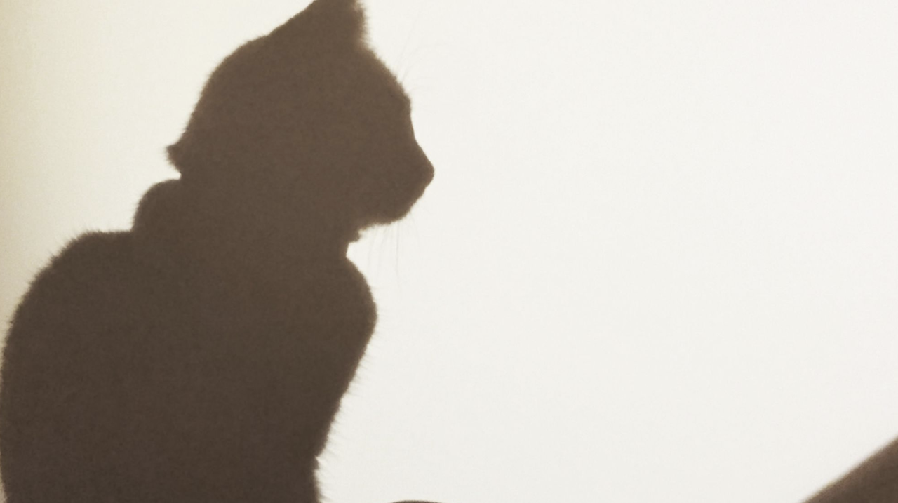 British Cat Tests Positive For COVID-19 In Latest Sign That
Pets Can Carry Virus 1