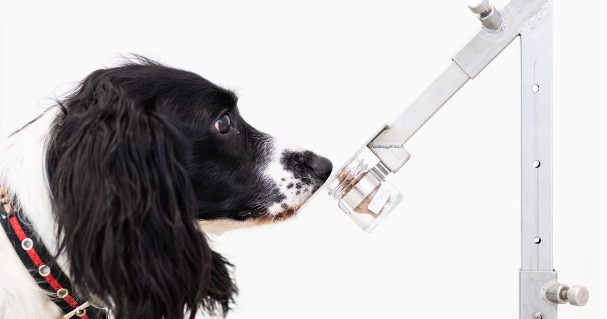 Researchers successfully train dogs to detect COVID-19
infections 1