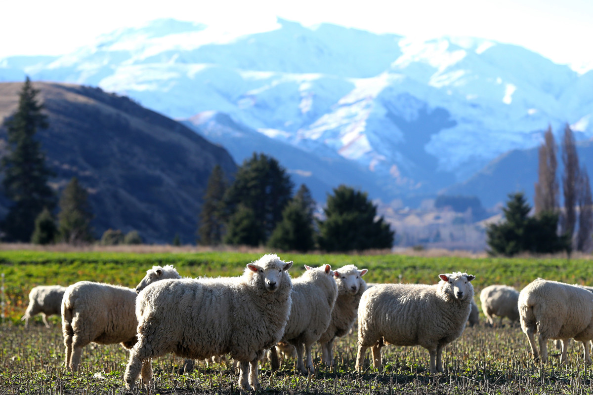 Americans want to escape to New Zealand during
coronavirus 1
