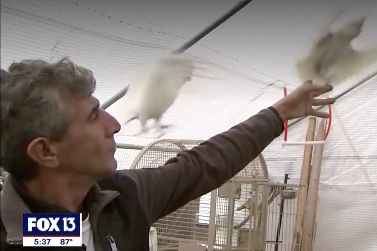 Florida man finds himself quarantined alone with 200
parrots: ‘no way to get out’ 1