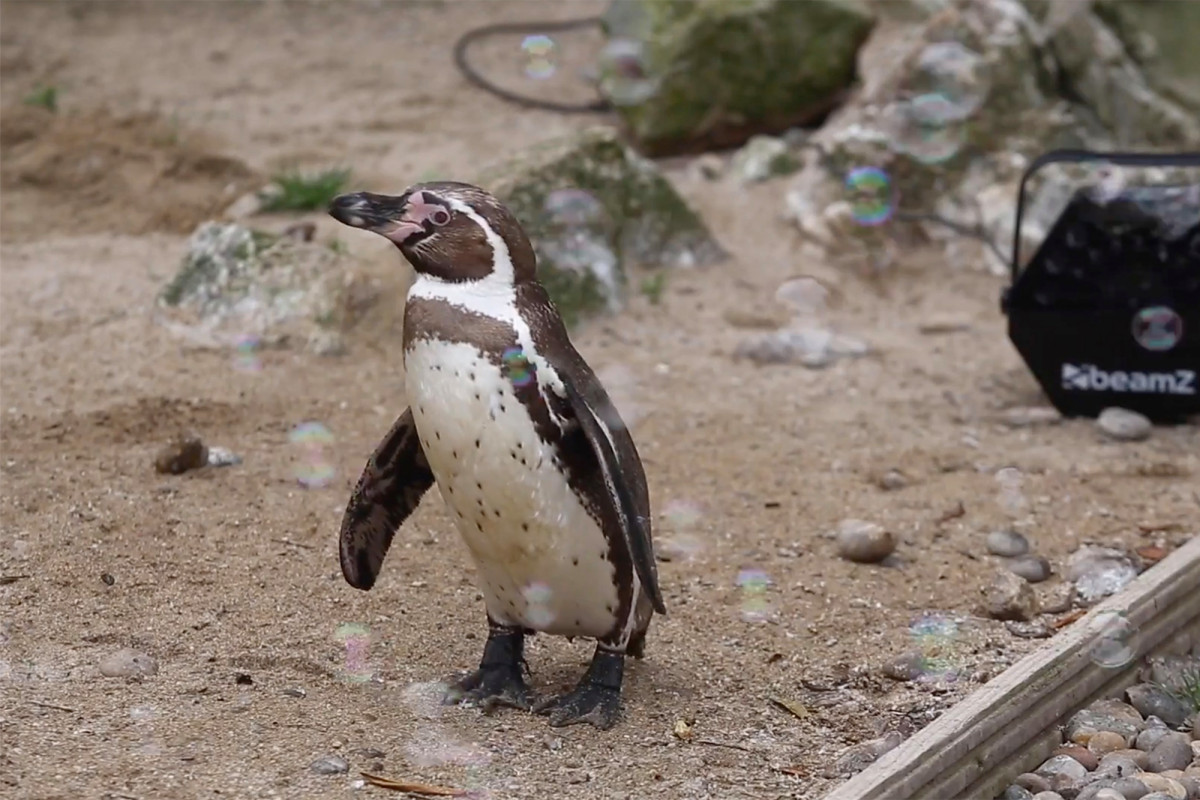 Penguins who spent months in lockdown finally cheered up —
with bubbles 1