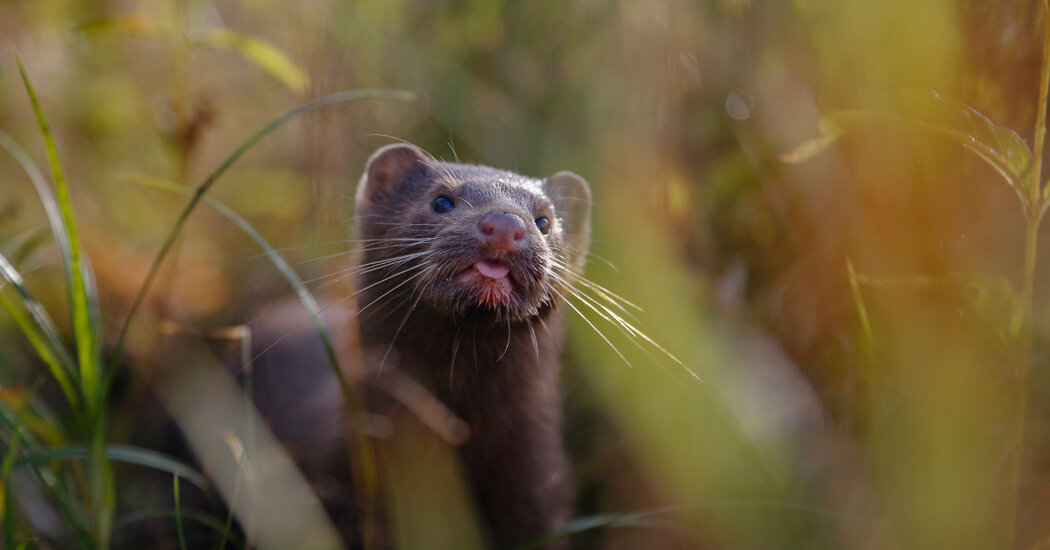 Coronavirus Strikes Mink in Utah 1