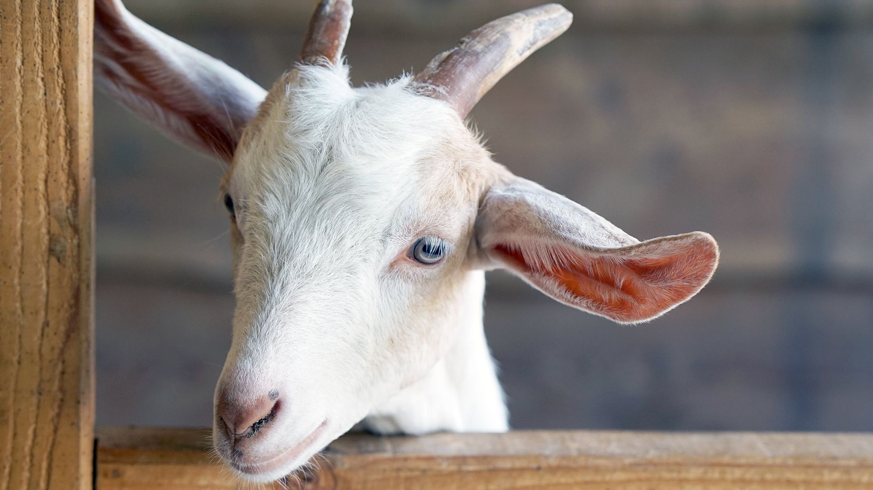 Those Pesky Kids! Goats Damage Police Car As Officers
Respond To WWII Mortar 1