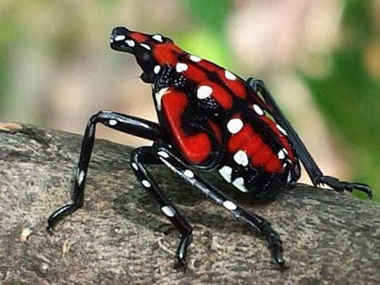 New Jersey counties are under quarantine for an invasive bug
known as the spotted lanternfly 1