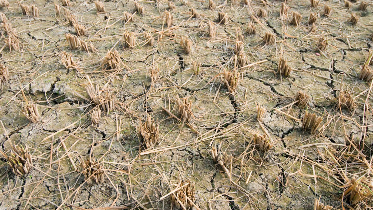 "Famine of biblical proportions" headed our way due to
COVID-19, warns UN food chief 1