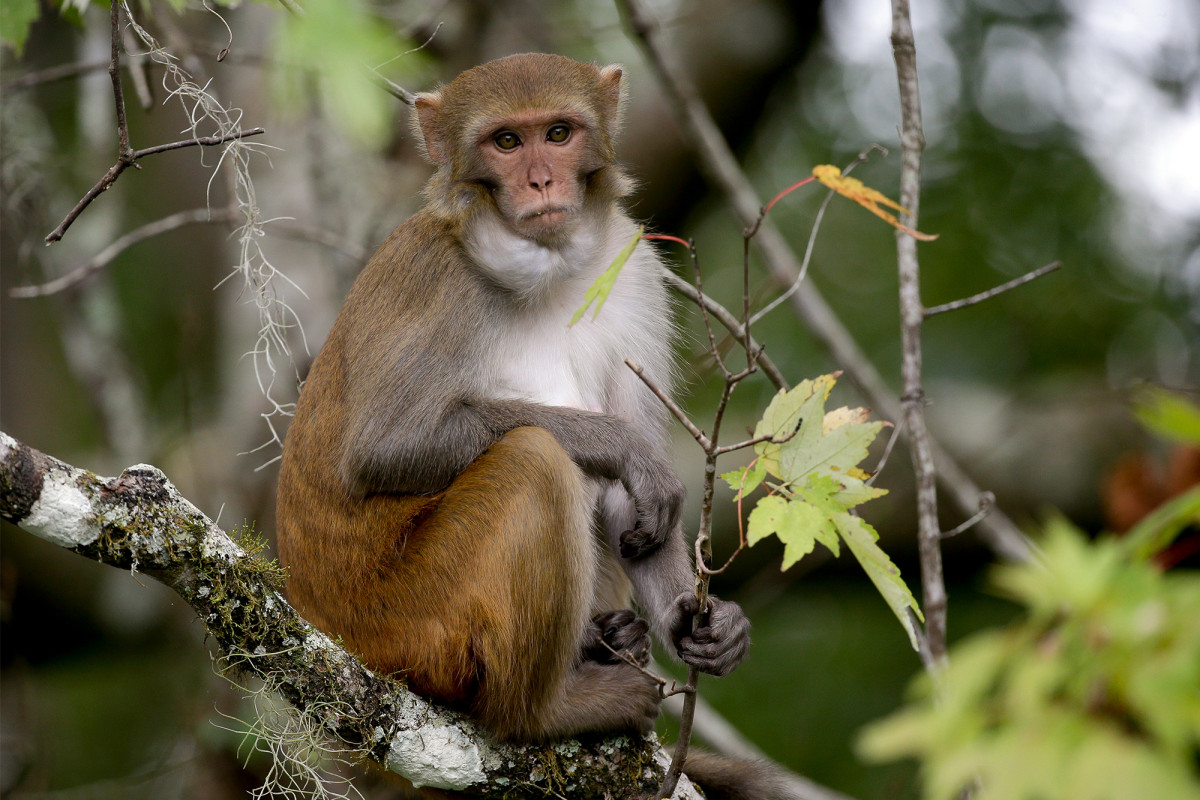 America reportedly suffering monkey shortage for COVID-19
vaccine search 1