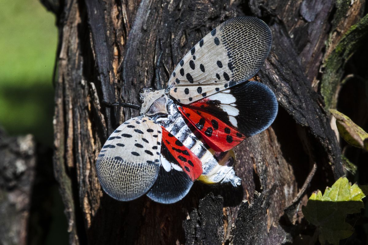 New Jersey counties quarantined amid spread of ‘exotic
invasive insect' 1 New Jersey counties quarantined amid spread of ‘exotic
invasive insect' 1