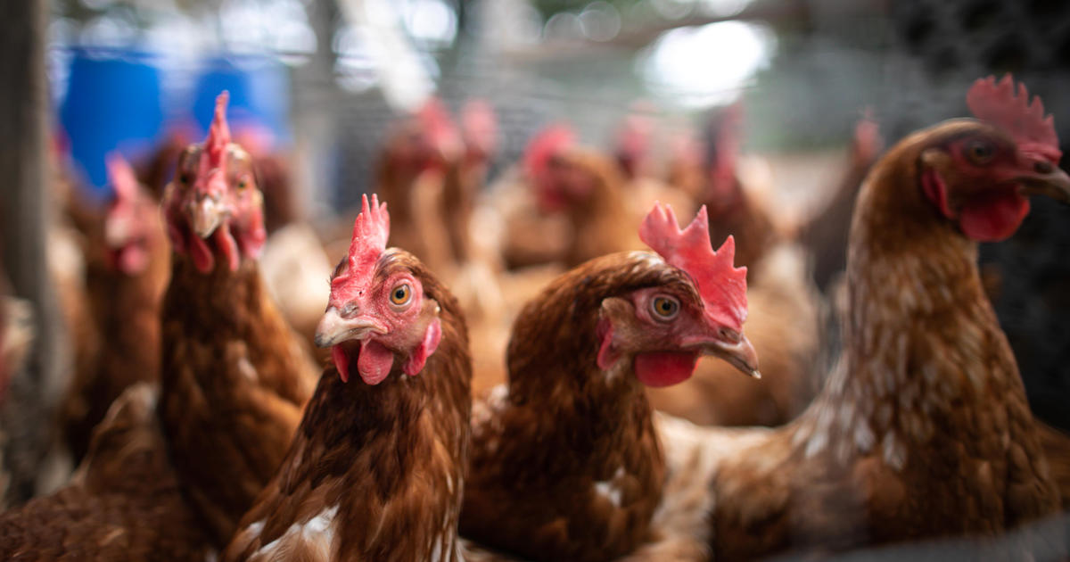 California chicken plant told to close after 8 die of
COVID-19 1