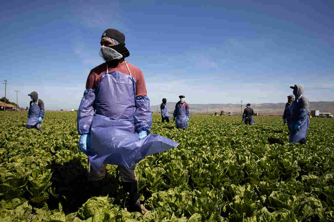 Without Federal Protections, Farm Workers Risk Coronavirus
Infection To Harvest Crops 1