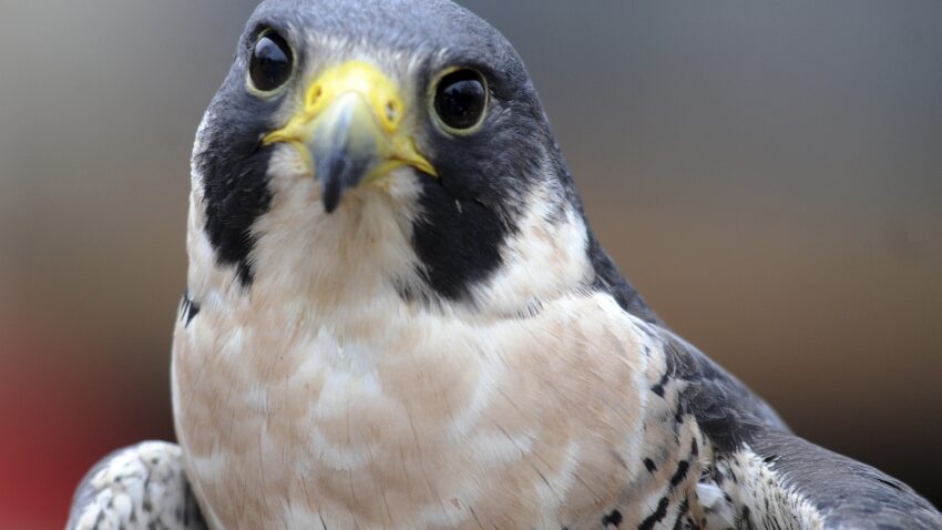 Vermont cliffs closed for nesting peregrine falcons have
reopened 1