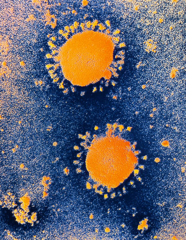 The Coronavirus Is New, but Your Immune System Might Still
Recognize It 1