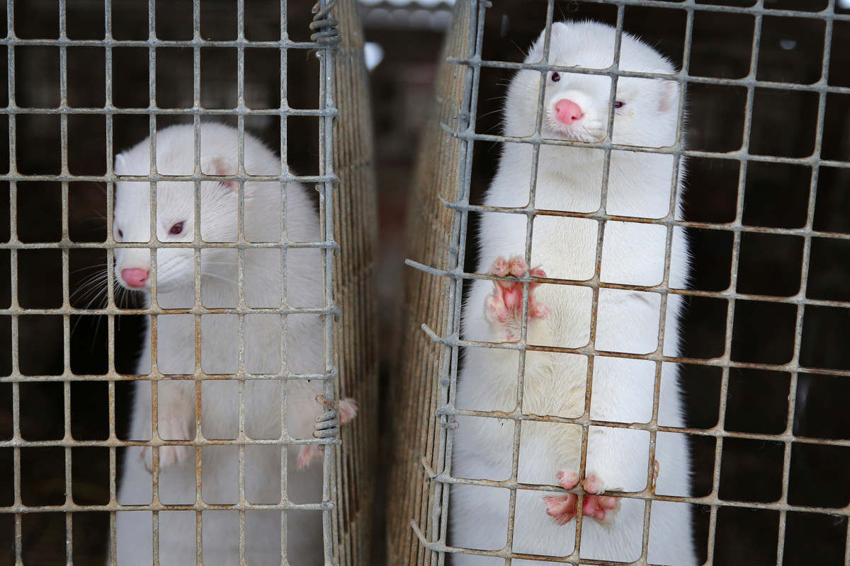 Scientists study virus transmission after COVID-19 outbreaks
at mink farms 1