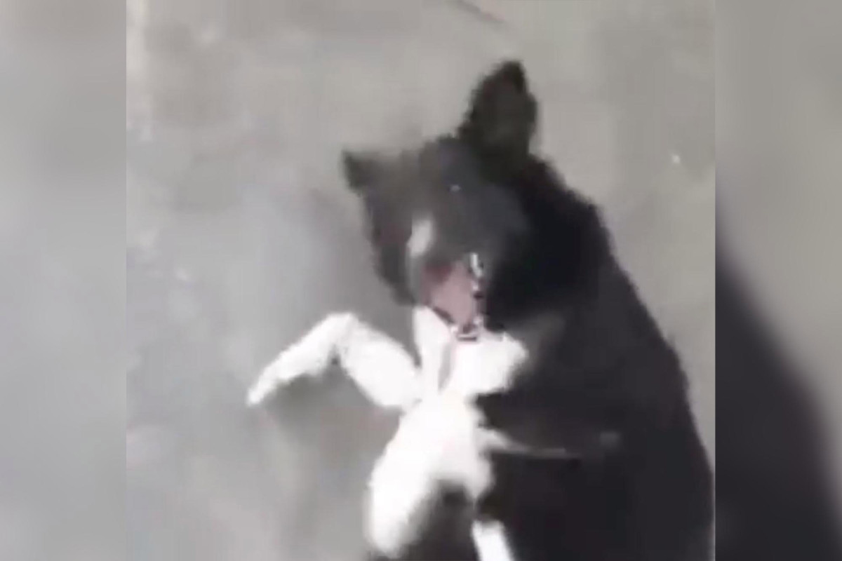 Paralyzed dog stranded in quarantine at JFK Airport could be
euthanized 1