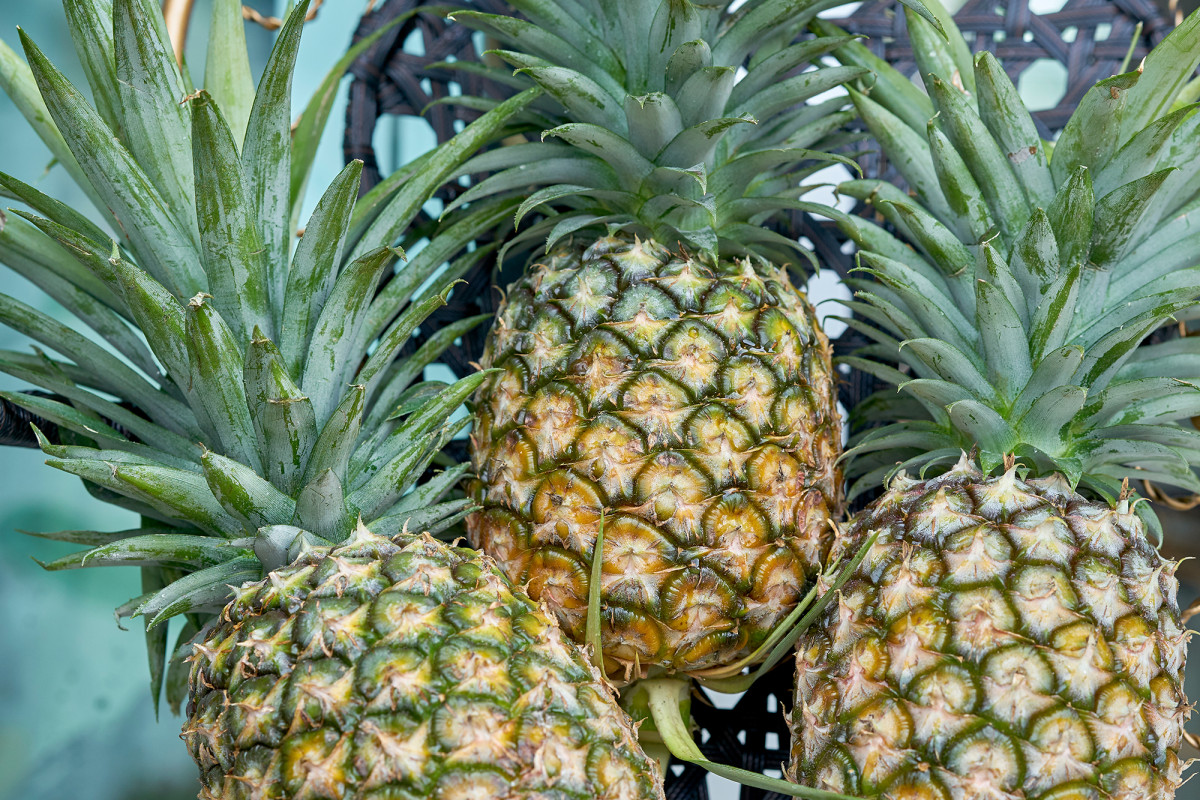 This pineapple-derived cancer drug could help treat
COVID-19 1