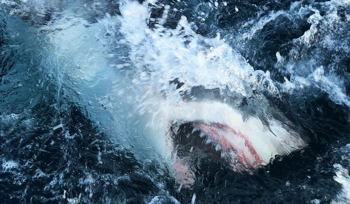 Virus-quieted oceans open window for Shark Week
researchers 1