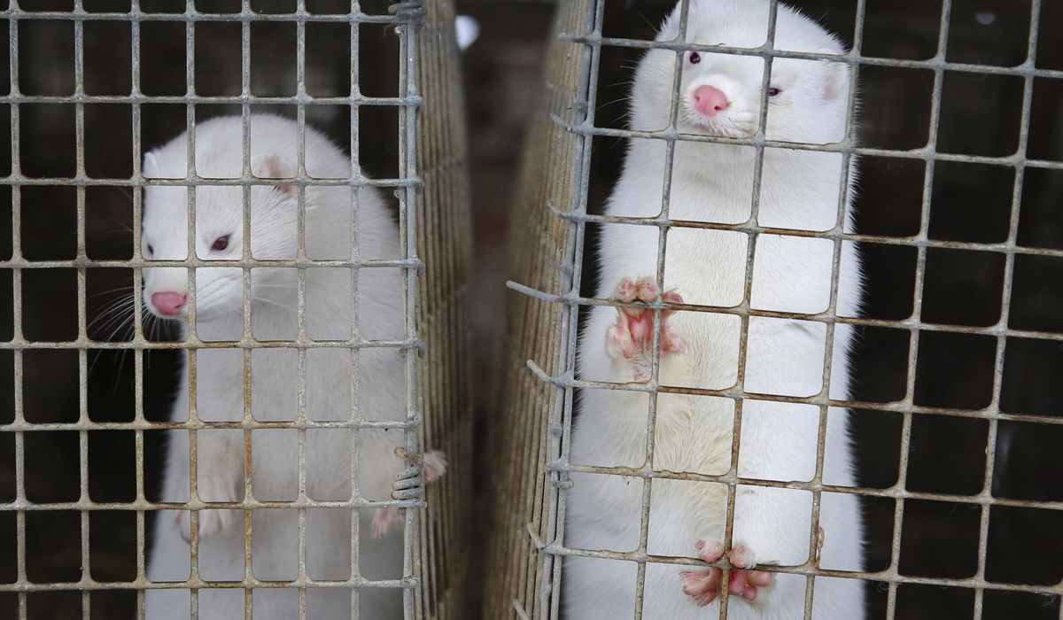 Scientists study coronavirus outbreaks among minks in
Europe 1