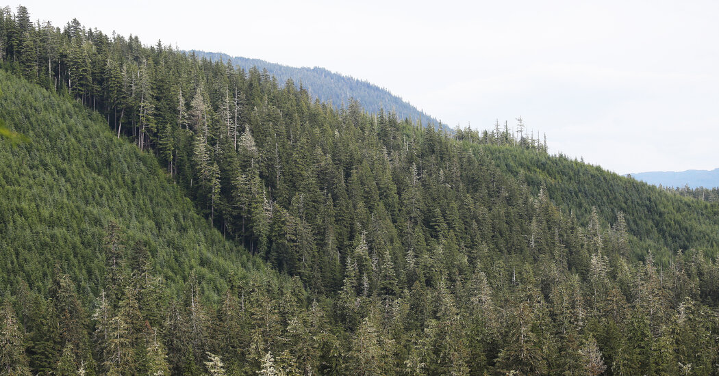 Trump Administration To Announce Plan to Open Tongass Forest
to Logging 1