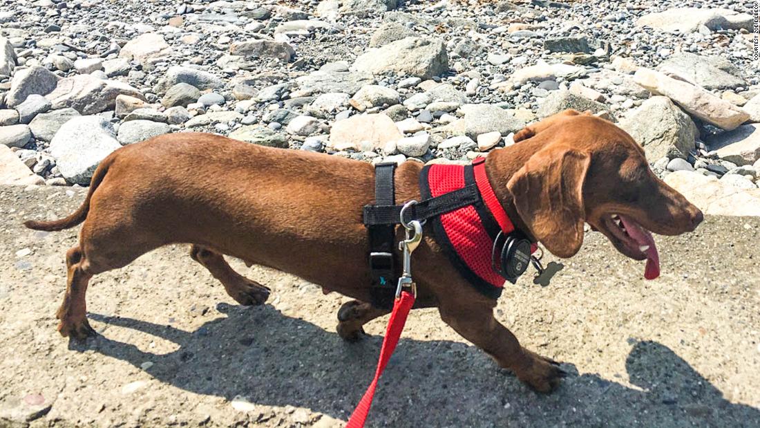 Left behind because of Covid-19, a tiny dog travels 10,000
miles to rejoin her owners 1