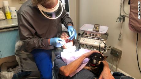 This toothless Chihuahua is comforting scared patients at a
California dentist office 1