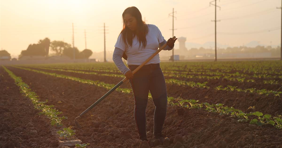 From the fields to the classroom: Inside the lives of U.S.
agriculture's youngest workers 1