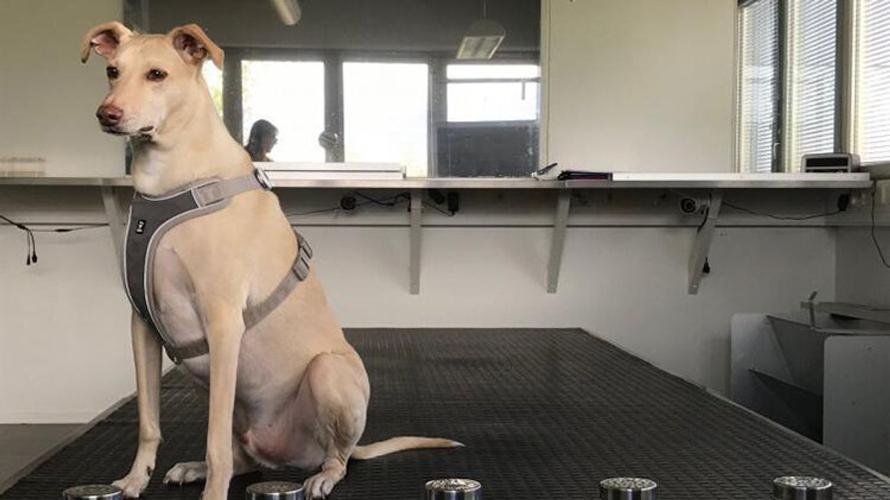 Dogs Are Sniffing Out COVID-19 In Travelers At Helsinki
Airport 1